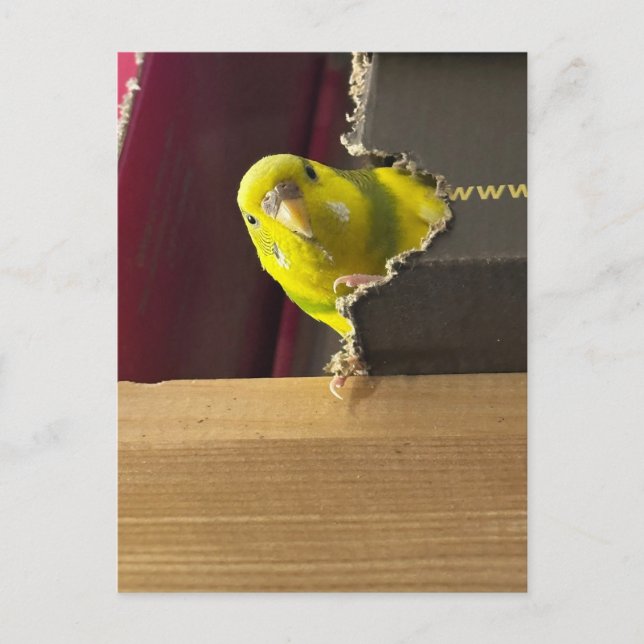 Carte Postale Parakeet Peek a bol (Devant)