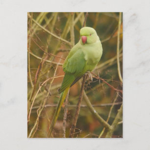 Carte postale Parakethe