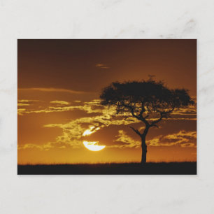 Carte Postale Parapluie Thorn Acacia, Acacia tortilis,