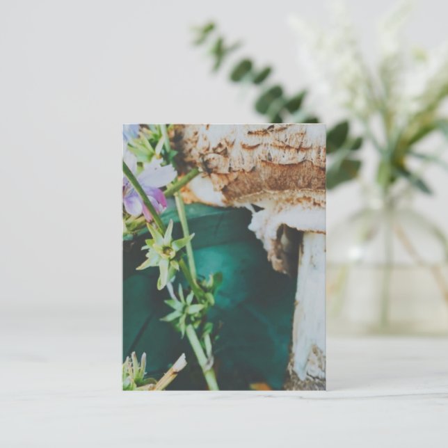 Carte Postale Parasol mushroom, Swedish Archipelago, Sweden (Debout devant)