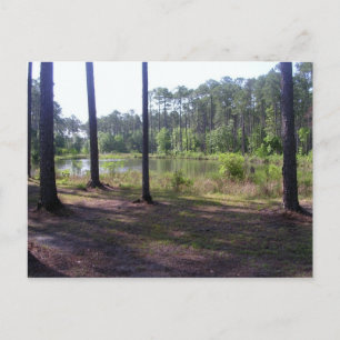 CARTE POSTALE "PARC COMMUN OKEFENOKEE"