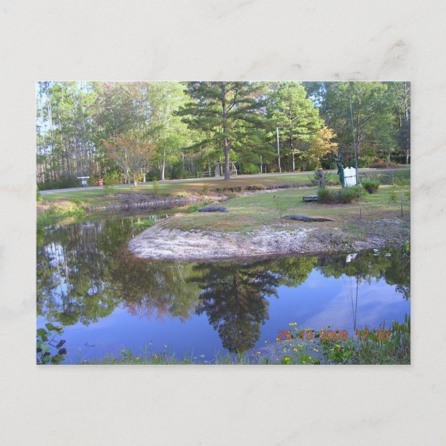 CARTE POSTALE "PARC COMMUN OKEFENOKEE" (Devant)