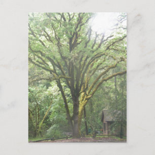 Carte Postale Parc dans les bois de Big Sur California