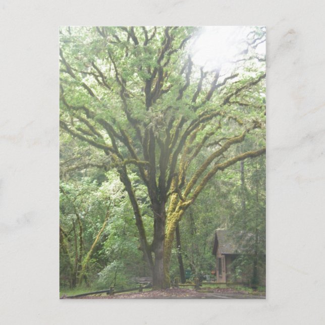 Carte Postale Parc dans les bois de Big Sur California (Devant)
