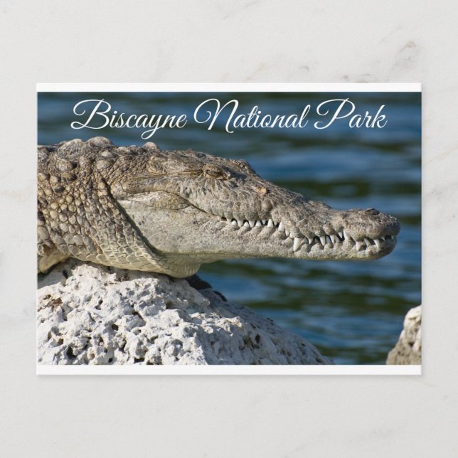 Carte Postale Parc de Biscayne Bay Miami Beach Florida Postcard (Devant)