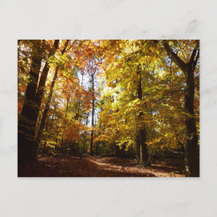 Carte Postale Parc de Greenbelt à l'automne II Maryland Nature S