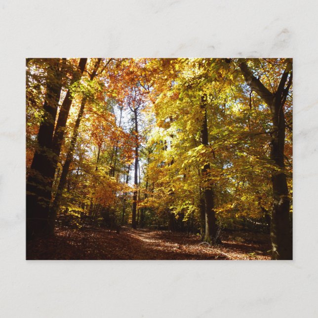 Carte Postale Parc de Greenbelt à l'automne II Maryland Nature S (Devant)