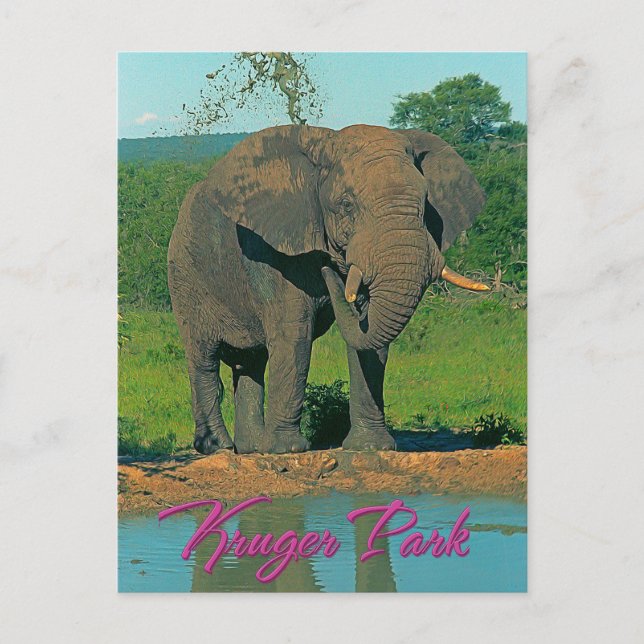 Carte Postale Parc de Kruger, Afrique du Sud (Devant)