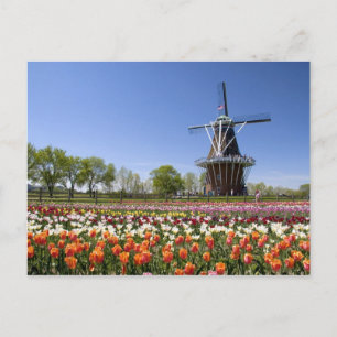 Carte Postale Parc de Windmill Island avec tulipes en fleurs à