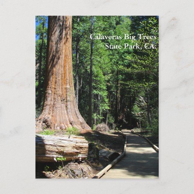Carte Postale Parc d'état de Calaveras Big Trees, CA. (Devant)