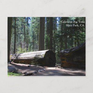 Carte Postale Parc d'état de Calaveras Big Trees, CA.