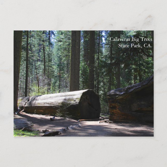 Carte Postale Parc d'état de Calaveras Big Trees, CA. (Devant)