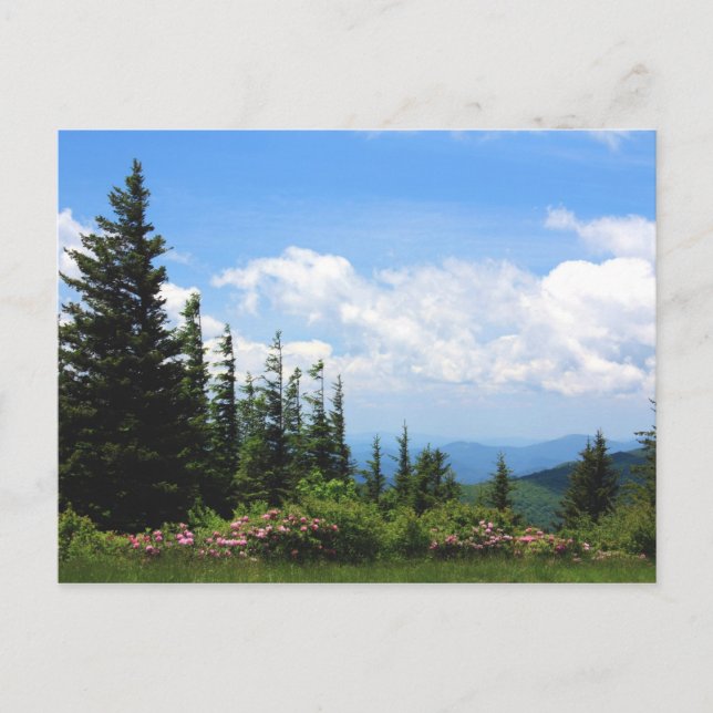 Carte Postale Parc d'état de Mt. Mithcell (Devant)
