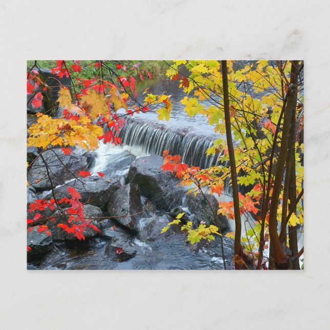 Carte Postale Parc d'état de Woodford (Devant)