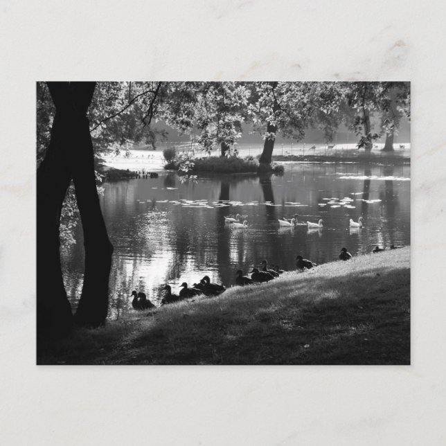 Carte Postale Parc Life pccna (Devant)