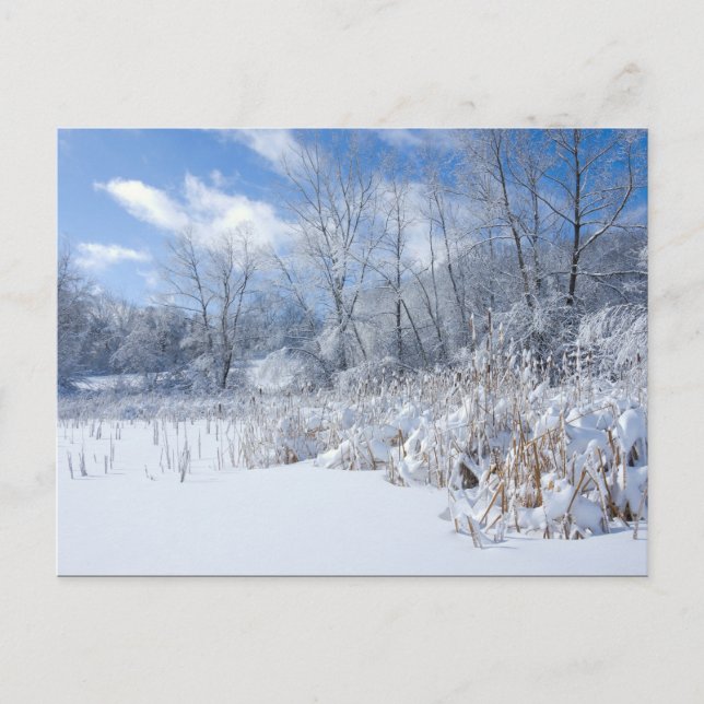 Carte Postale Parc Marthaler Étang gelé et arbres (Devant)