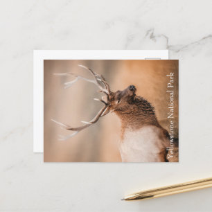 Carte Postale Parc national Bull Elk Yellowstone