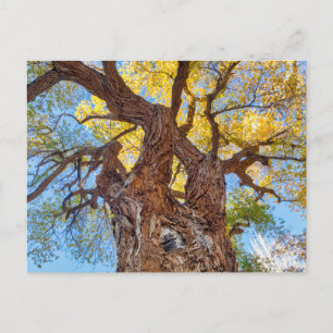 Carte Postale Parc national de Capitol Reef, arbre Cottonwood