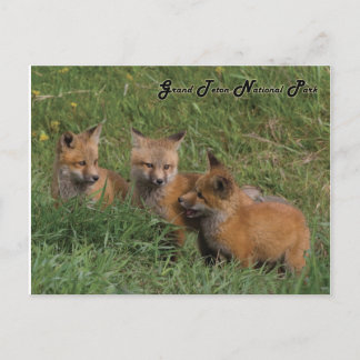 Carte Postale Parc national de Grand Teton Fox Kits