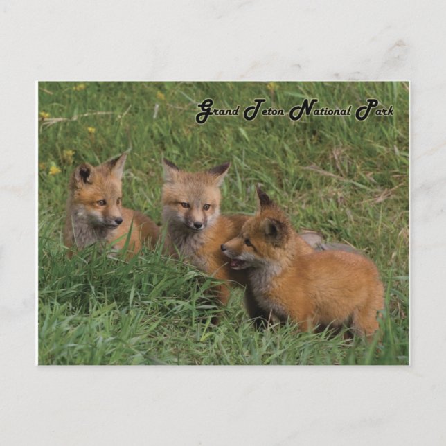 Carte Postale Parc national de Grand Teton Fox Kits (Devant)