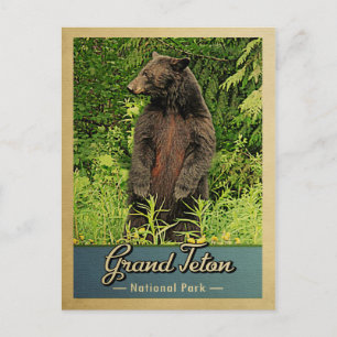 Carte Postale Parc national de Grand Teton Ours Vintage