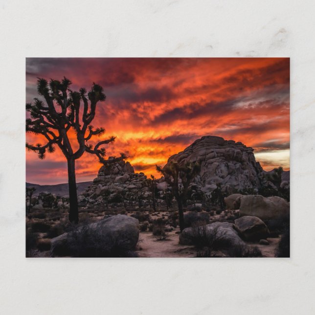 Carte Postale Parc national de Joshua Tree au coucher du soleil  (Devant)