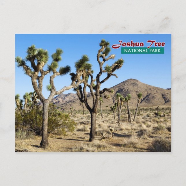 Carte Postale Parc national de Joshua Tree, Californie (Devant)