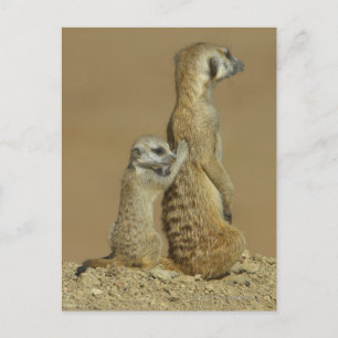 Carte Postale Parc national de Kgalagadi, Botswana, Afrique