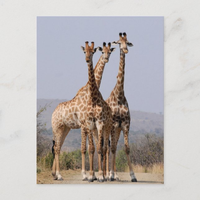 Carte Postale Parc national de la Giraffe sud-africaine (Devant)