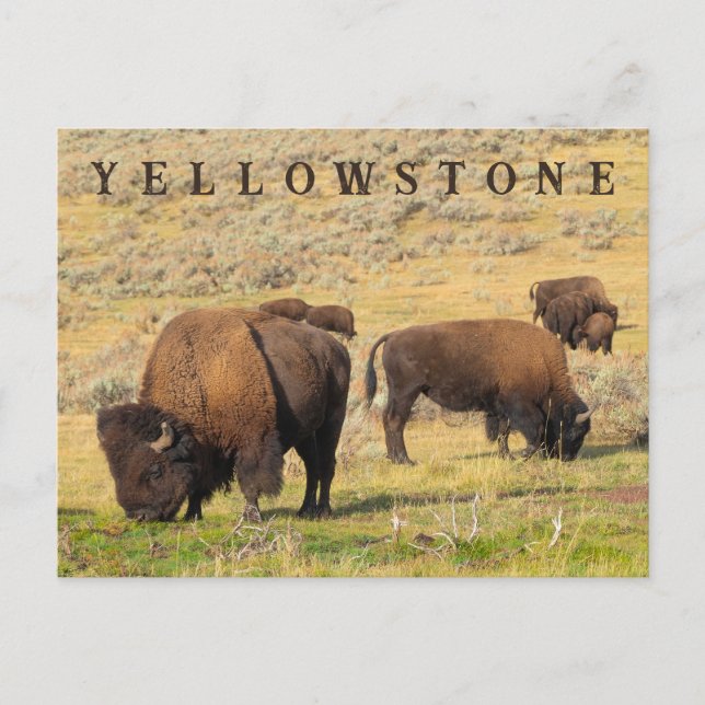 Carte Postale Parc national de Lamar Valley Bison Yellowstone (Devant)
