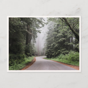 Carte Postale Parc national de Redwood Californie Arbres