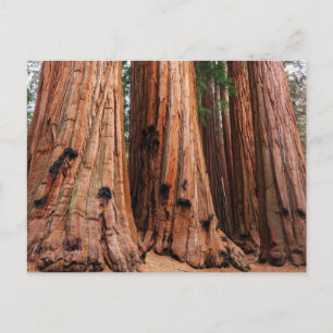 Carte Postale Parc national de Sequoia