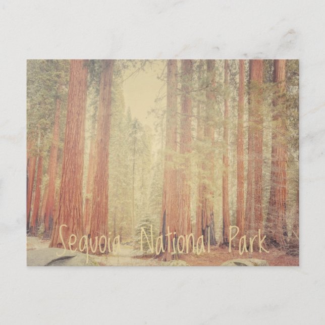 Carte Postale Parc national de Sequoia (Devant)