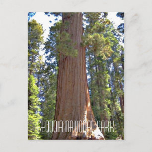 Carte Postale Parc national de Sequoia