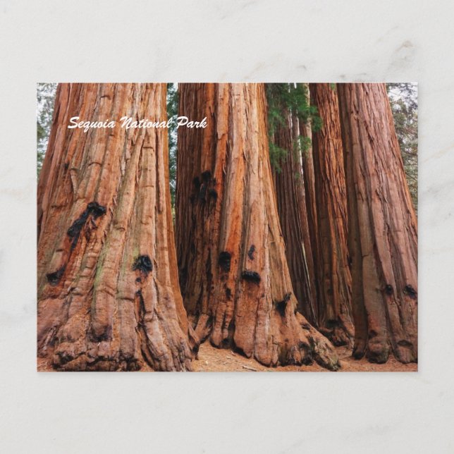 Carte Postale Parc national de Sequoia (Devant)