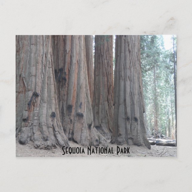 Carte Postale Parc national de Sequoia (Devant)