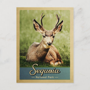 Carte Postale Parc national de Sequoia Deer Vintage voyage