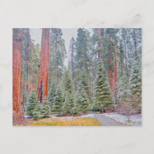 Carte Postale Parc national de Sequoia en hiver
