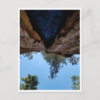 Carte Postale Parc national de Sequoia : Jours de chien