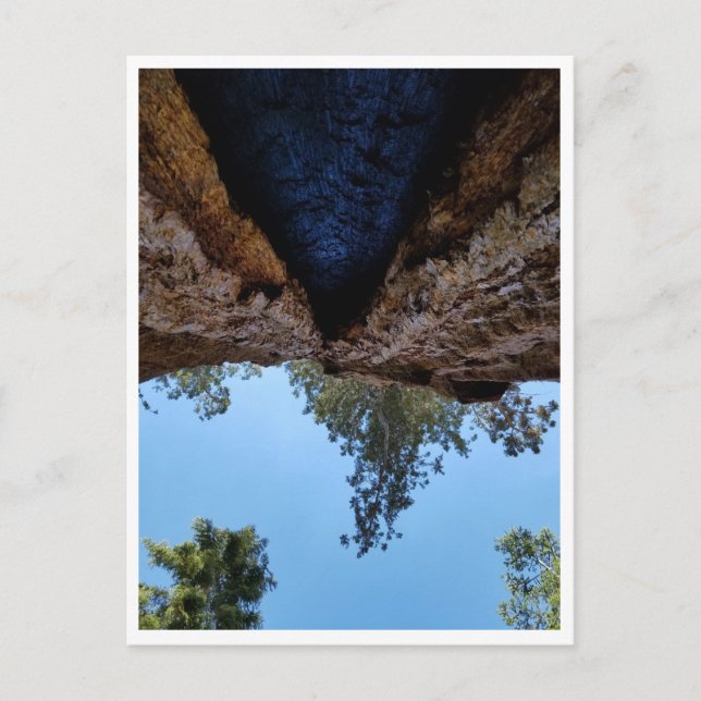 Carte Postale Parc national de Sequoia : Jours de chien (Devant)