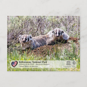 Carte Postale Parc national de Yellowstone - Badger américain