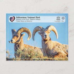 Carte Postale Parc national de Yellowstone - Bighorn Sheep