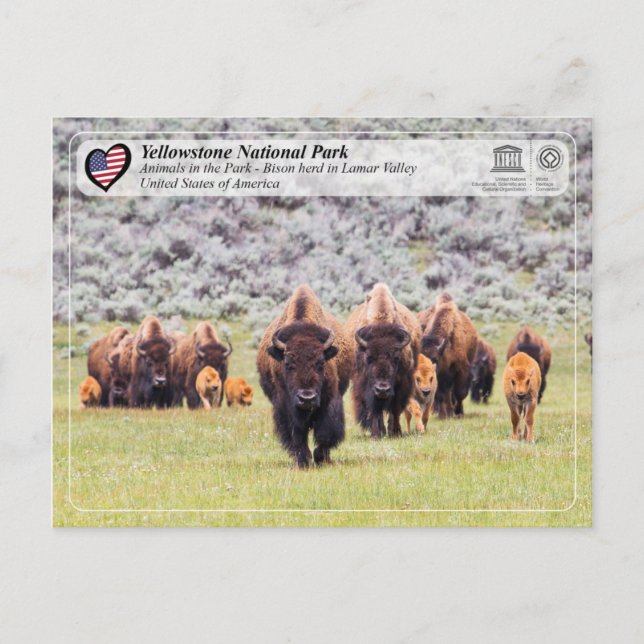 Carte Postale Parc national de Yellowstone - Bison américain (Devant)