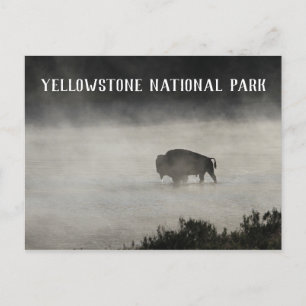 Carte Postale Parc national de Yellowstone, Bison in Lake, Wyomi