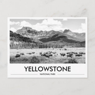 Carte Postale Parc national de Yellowstone Bison Noir & Blanc