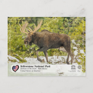 Carte Postale Parc national de Yellowstone - Moose