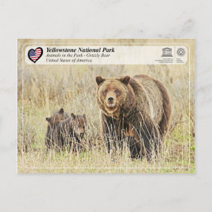Carte Postale Parc national de Yellowstone - Ours grizzli