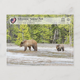 Carte Postale Parc national de Yellowstone - Ours grizzli