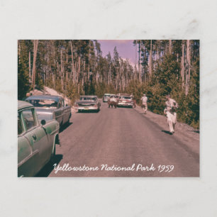 Carte Postale Parc national de Yellowstone Ours Voitures du mili