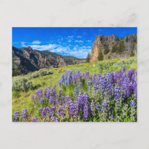Carte Postale Parc national de Yellowstone Paysage Fleur sauvage